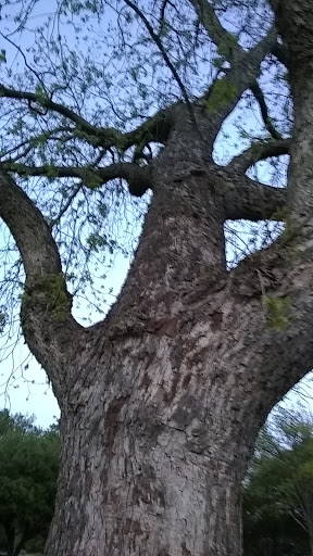 Park «Midway Park», reviews and photos, 615 N Main St, Euless, TX 76039, USA