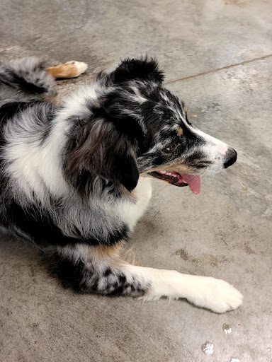 Dog Trainer «Mad 4 My Dog», reviews and photos, 702 E Temperance St, Ellettsville, IN 47429, USA