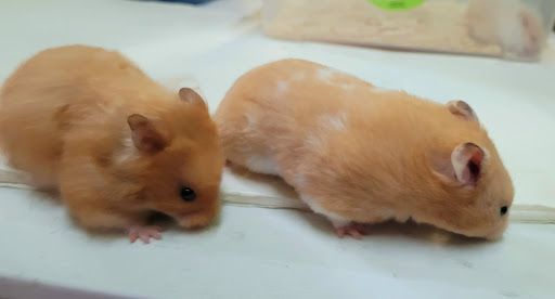 Pet Supply Store «E & M Pet Shop», reviews and photos, 5900 Whittier Blvd, Los Angeles, CA 90022, USA