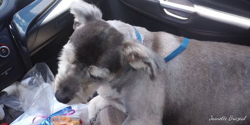 Pet Store «All Pet Supplies & Equine Center», reviews and photos, 2845 W Kearney St, Springfield, MO 65803, USA