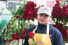 Rosas de exportación - Rosas del Corazón