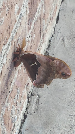 Grocery Store «Food Lion», reviews and photos, 35 Westridge Market Pl, Candler, NC 28715, USA