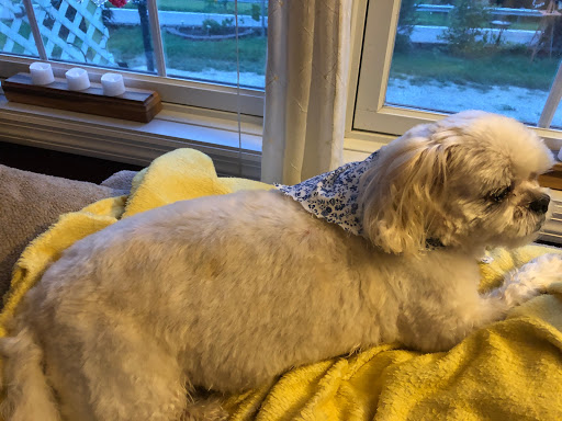 Pet Groomer «Belly scRubs Self Service Pet Wash», reviews and photos, 119 WV-34 #1, Hurricane, WV 25526, USA