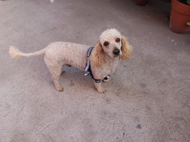 Opiniones de Clic en San Bernardo - Peluquería