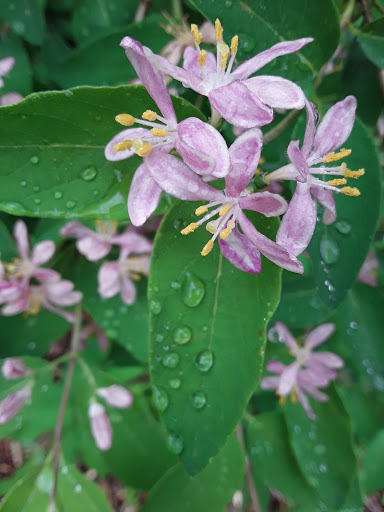 Nature Preserve «Lincoln Marsh», reviews and photos, Harrison Ave & Pierce Ave, Wheaton, IL 60187, USA