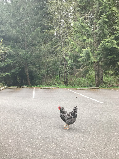 Nature Preserve «Redmond Watershed Preserve», reviews and photos, 21760 NE Novelty Hill Rd, Redmond, WA 98053, USA