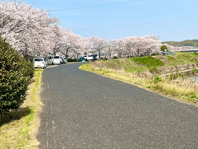 里見川沿いの桜