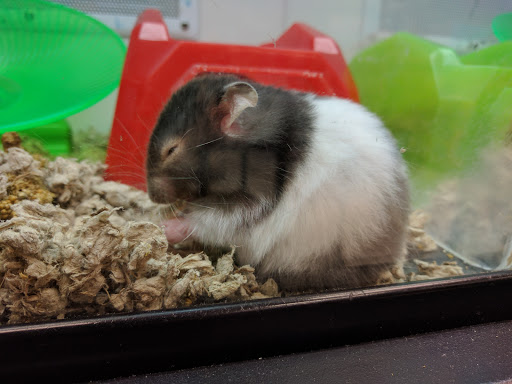 Pet Supply Store «Petco Animal Supplies», reviews and photos, 3012 Bridgepointe Pkwy, San Mateo, CA 94404, USA