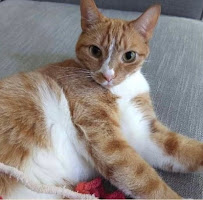 Pure Love Pet Sitting - Photo 5 - Car repair in Morrisville, NC, Raleigh