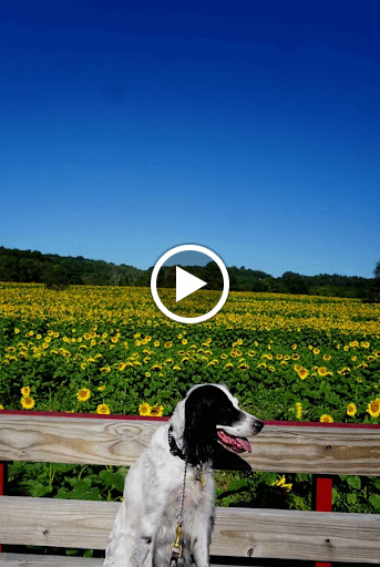 Tourist Attraction «Sussex County Sunflower Maze», reviews and photos, 101 Co Rd 645, Sandyston, NJ 07826, USA