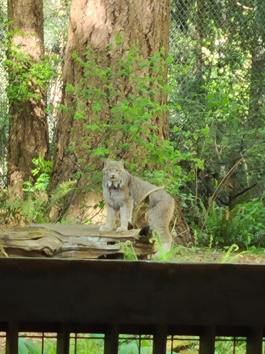 Zoo «Northwest Trek Wildlife Park», reviews and photos, 11610 Trek Dr E, Eatonville, WA 98328, USA