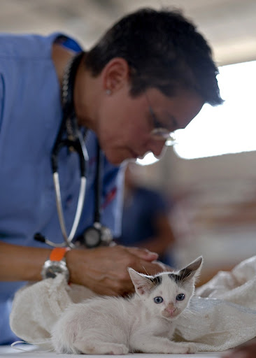 Local Veterinarian