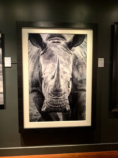 Art Gallery «National Geographic | Fine Art Galleries», reviews and photos, 607 E Las Olas Blvd, Fort Lauderdale, FL 33301, USA