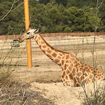 Photo n° 6 de l'avis de Michael.e fait le 04/08/2023 à 16:23 pour Réserve Africaine de Sigean à Sigean