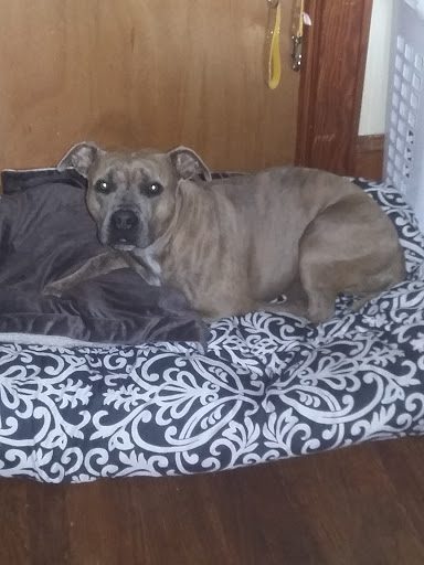 Pet Supply Store «PetSmart», reviews and photos, 475 Bank St, Waterbury, CT 06708, USA