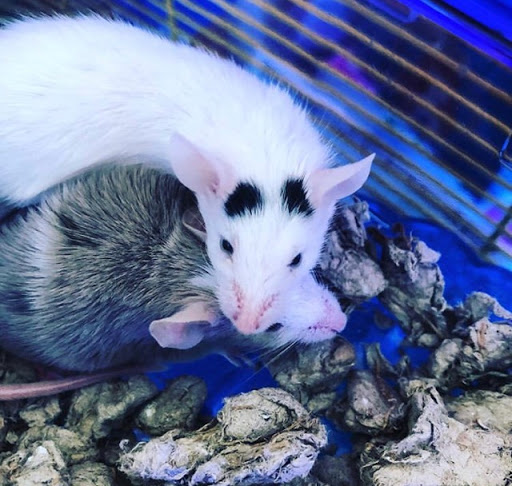 Pet Supply Store «Petco Animal Supplies», reviews and photos, 28400 Dequindre Rd, Warren, MI 48092, USA