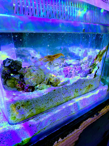 Pet Store «Aquarium Designs», reviews and photos, 15229 San Pedro Ave, San Antonio, TX 78232, USA