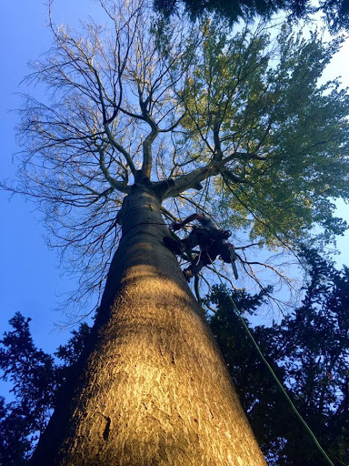 Taille des arbres Brussels