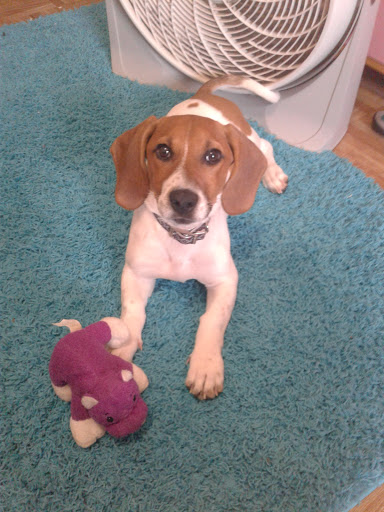 Pet Supply Store «PetSmart», reviews and photos, 4005 Airport Fwy, Irving, TX 75062, USA