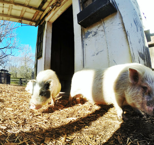 Farm «Tanglewood Farm Miniatures», reviews and photos, 171 Tanglewood Dr, Canton, GA 30115, USA