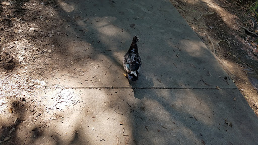 Performing Arts Theater «Chastain Park Amphitheatre», reviews and photos, 4469 Stella Dr NW, Atlanta, GA 30342, USA