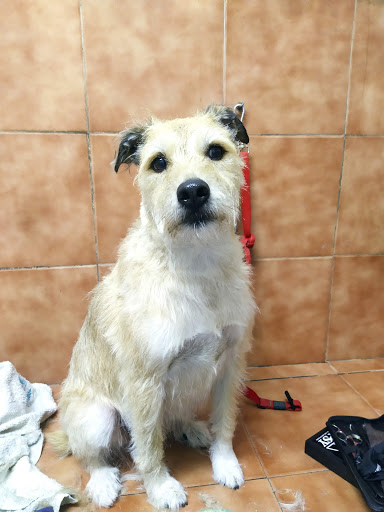 Veterinaris Vilanova S.l. en Vilanova i la Geltrú
