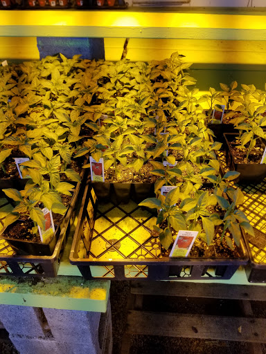 Florist «Lyndhurst Florist», reviews and photos, 5268 Mayfield Rd, Lyndhurst, OH 44124, USA