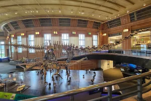 Museum of Natural History & Science image