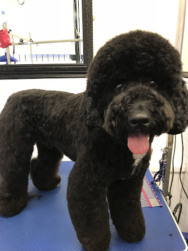 Reviews of Dazzles Dog Grooming in Wrexham - Dog trainer