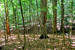Pearman Forest image