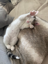 Photo n°17 de La Société Protectrice des Animaux (SPA) - Refuge de Thionville à Thionville ()