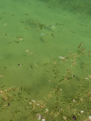 Park «Trailside Point Park», reviews and photos, 7215 W Vineyard Rd, Laveen Village, AZ 85339, USA