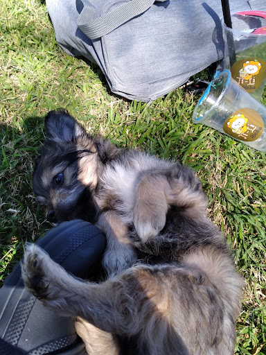 Park «Sahuaro Ranch Park», reviews and photos, 9802 N 59th Ave, Glendale, AZ 85302, USA