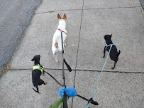 All Paws Pet Care LLC - Photo 2 - Car repair in Pawtucket, RI, Providence