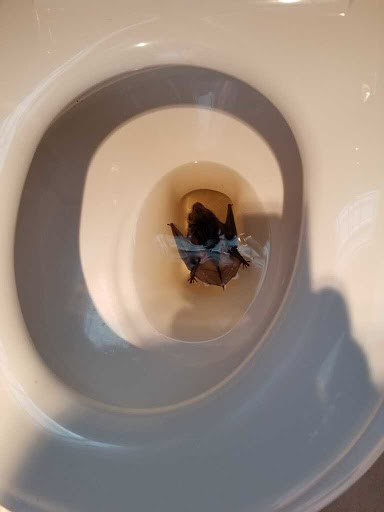 Animal Control Service «Platinum Wildlife Removal», reviews and photos