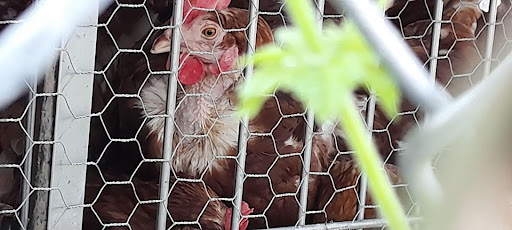 Poultry Farm «Orlando Live Poultry», reviews and photos, 2499 Regent Ave, Orlando, FL 32804, USA
