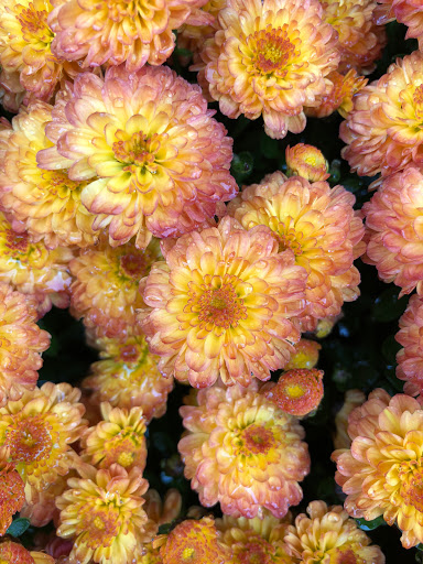 Grocery Store «Food Lion», reviews and photos, 5227 Waterway Dr, Dumfries, VA 22025, USA