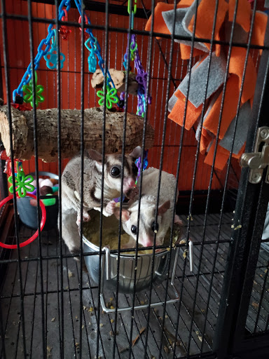 The Pet Glider, Glider World