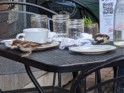 Vegan Restaurant «The Red Fern», reviews and photos, 283 Oxford St, Rochester, NY 14607, USA