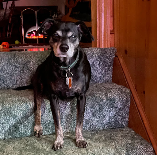 Cave Spring Veterinary Clinic