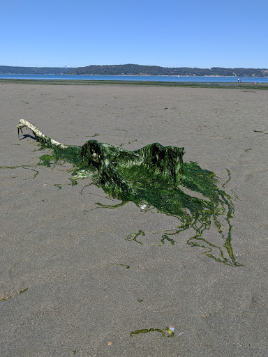 State Park «Dash Point State Park», reviews and photos, 5700 SW Dash Point Rd, Federal Way, WA 98023, USA