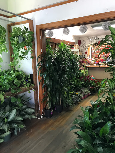 Plant Safari, 653 N Central Ave, Upland, CA 91786, USA, 