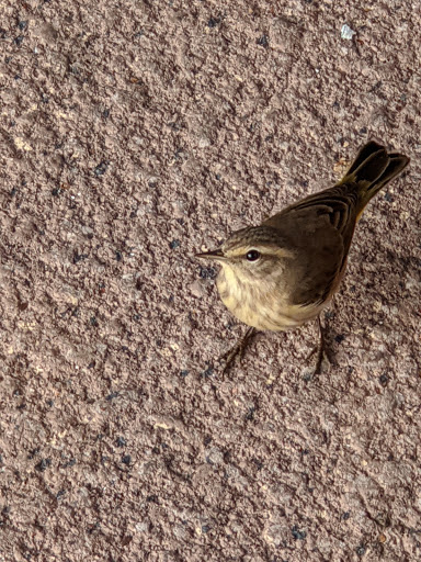 Coffee Shop «Starbucks», reviews and photos, 1265 E Brandon Blvd, Brandon, FL 33511, USA