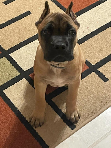 Pet Supply Store «Petco Animal Supplies», reviews and photos, 41 Narrows Shopping Center, Edwardsville, PA 18704, USA