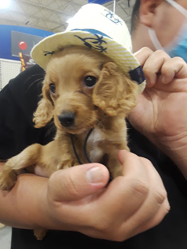 Pet Supply Store «PetSmart», reviews and photos, 3610 Rosecrans St, San Diego, CA 92110, USA