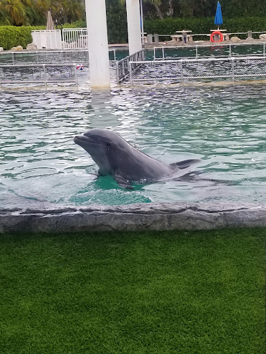 Tour Agency «Miami Swim With Dolphin Tours», reviews and photos, 247 SW 8th St, Miami, FL 33130, USA