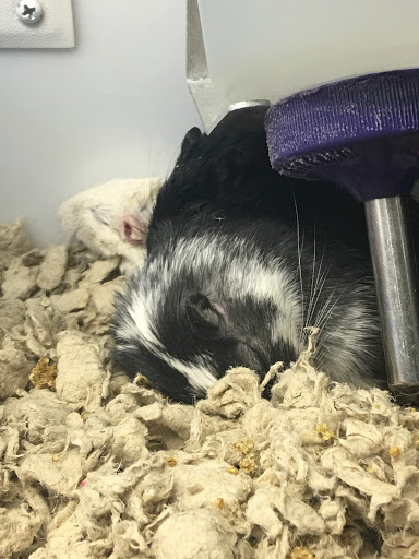 Pet Supply Store «Petco», reviews and photos, 590 E Waterfront Dr, Homestead, PA 15120, USA