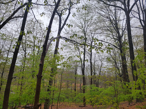 Park «Edgewood Park», reviews and photos, Edgewood Ave, New Haven, CT 06511, USA