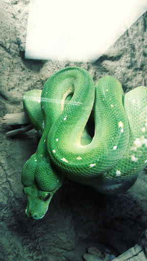 Reptile Store «CV Exotics», reviews and photos, 320 Sandown Rd, East Hampstead, NH 03826, USA