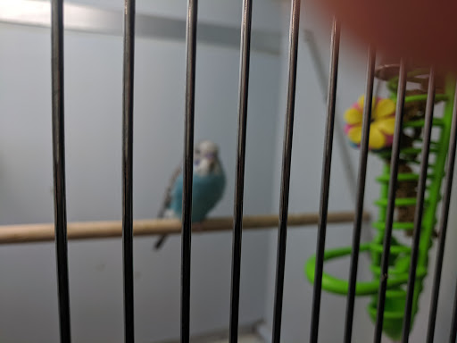 Pet Supply Store «Pet Supplies Plus», reviews and photos, 1240 Seminole Trail, Charlottesville, VA 22901, USA